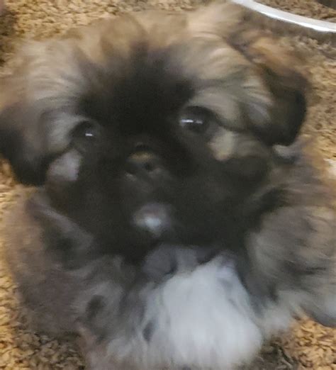 Pekingese For Sale In Coweta County 1 Petzlover