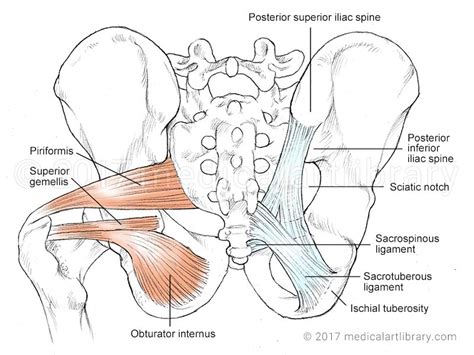 Piriformis - Medical Art Library