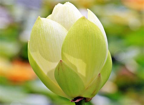 Gratis Billeder Natur Kronblad Flor Sommer Dam Tulipan Gr N