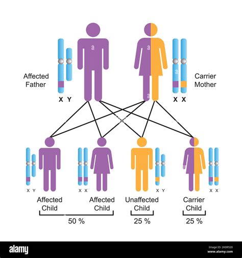 Scientific Designing Of X Linked Recessive Inheritance Colorful