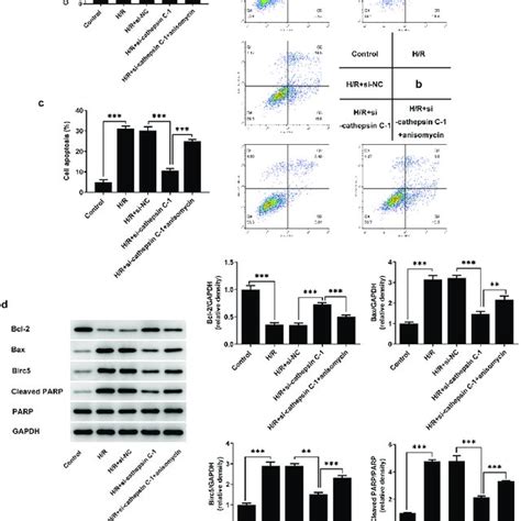 Downregulation Of Cathepsin C Enhanced Viability And Inhibited