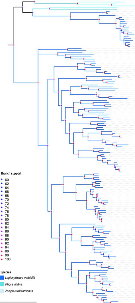 Maximum Likelihood Phylogenetic Tree Inferred From Aligned ORF1