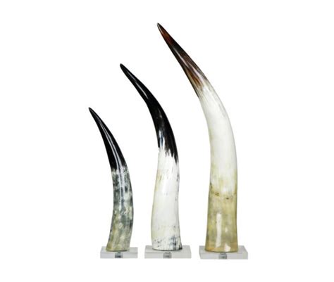 Cow Horns on Acrylic Stand Horn Sculpture Centerpieces Horns Modern Art ...