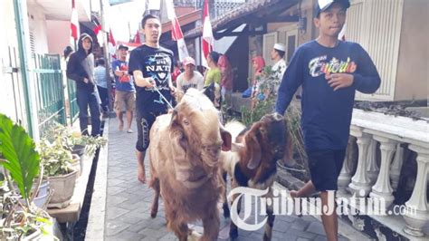 Berita Foto Pawai Kambing Arak Arakan Hewan Kurban Yang Jadi Tradisi