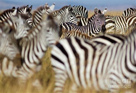 Zebra Herd #1 by Wldavies