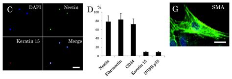 Ijms Free Full Text Isolation Of Multipotent Nestin Expressing Stem