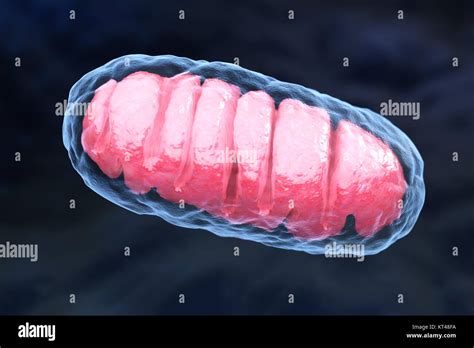 Mitocondrio Metabolismo Immagini E Fotografie Stock Ad Alta Risoluzione