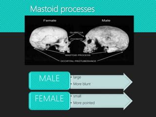 Determination Of Sex From Skeletal Remains PPTX