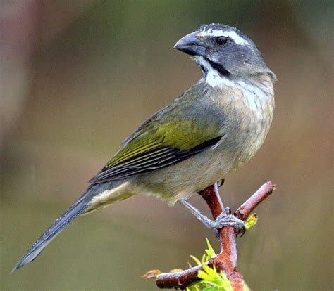 Trinca Ferro Verdadeiro Esp Cies Caracter Sticas Reprodu O