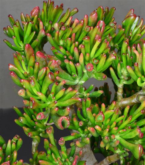 Crassula Ovata ‘coral’ Blumen Weyer