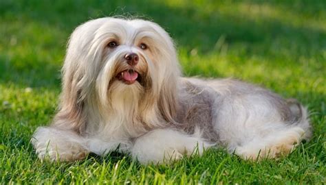 38 Non-Shedding Dog Breeds (Recommended for Allergic People!)