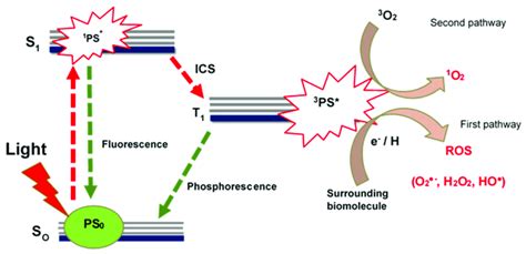 Schematic Representation Of The Jablonski Diagram Depicting The