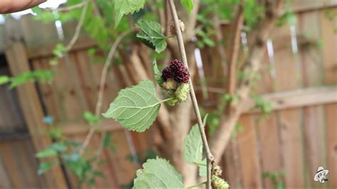 Mulberries Growing In South Florida The Survival Gardener