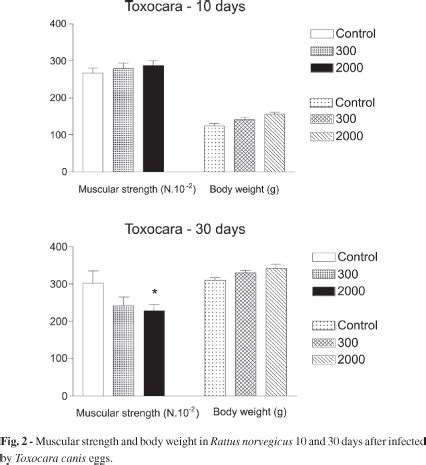 SciELO Brasil Muscular Strength Decrease In Rattus Norvegicus