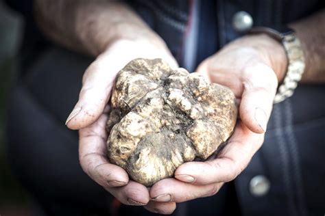 Il Tartufo Bianco Delle Crete Senesi Vi Aspetta A Tavola