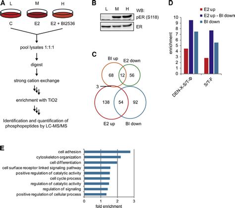 Plk1 Is A Key Component Of E2mediated Signaling A Schematic Depiction