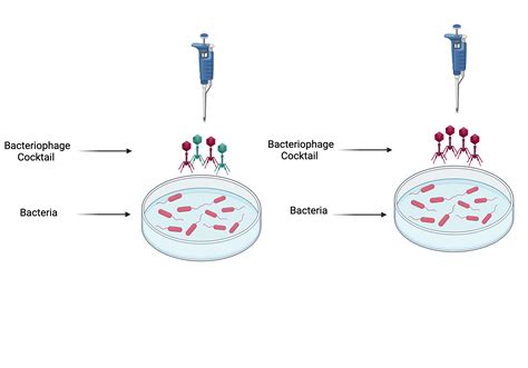 Bacteriophage Cocktail Biorender Science Templates