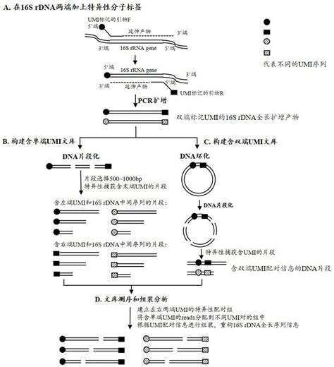 一种用于构建细菌16SrDNA全长高通量测序文库的方法与流程