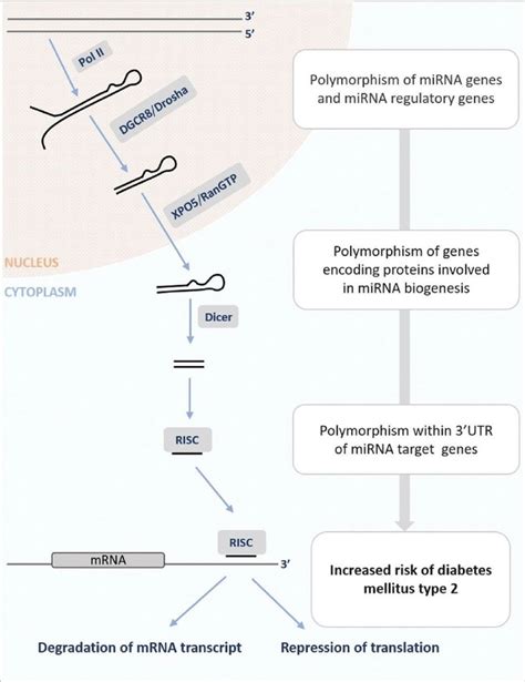 Biogenesis Of Mirna Via Canonical Pathway And Polymorphism Of Mirnas