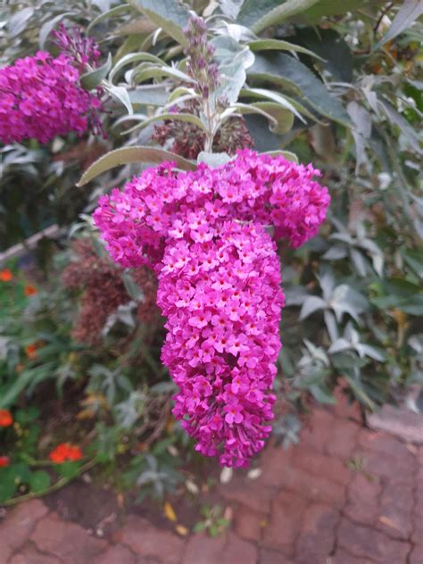 My butterfly bush decided to produce this amusing bloom this season : r