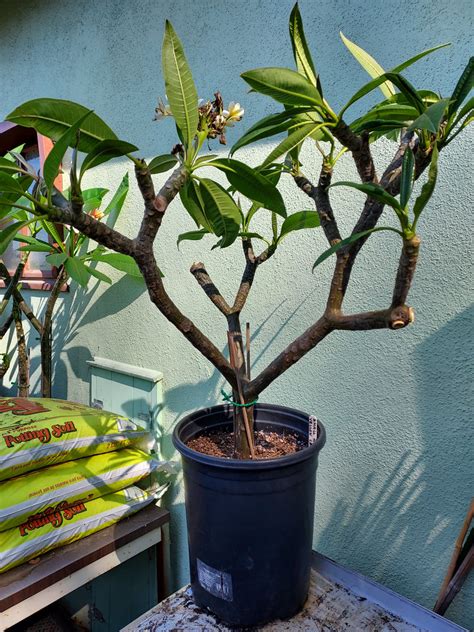 Propagating Plumeria Gardening In La