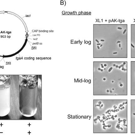 Comparative Genomic Analysis Of B Bifidum Mimbb With Other Complete