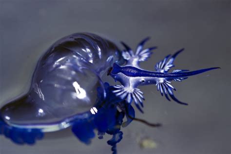 Bob A Gove Blog Marine Species Glaucus Atlanticus