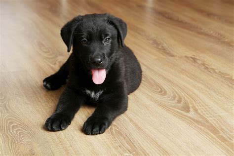 Labrador Retriever Weight And Growth Chart