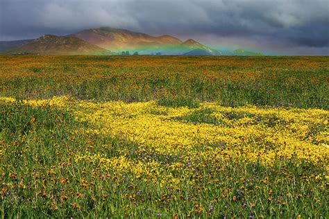 Wildflowers and Rainbow on the Carrizo Plain Photograph by Rick Pisio