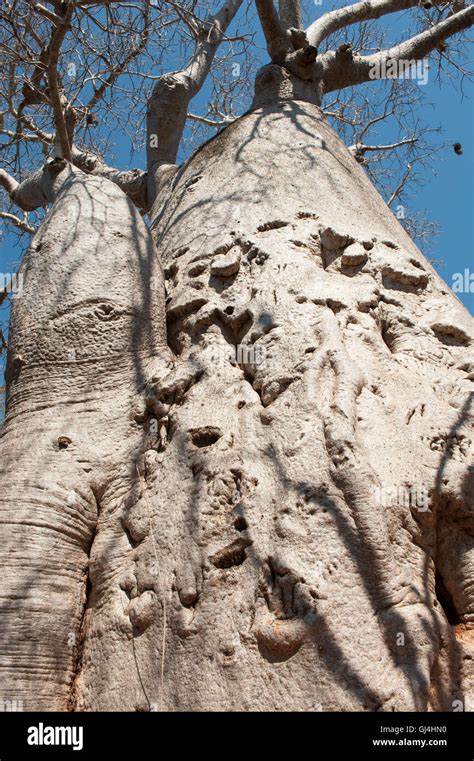 Baobab Tree Madagascar Stock Photo - Alamy