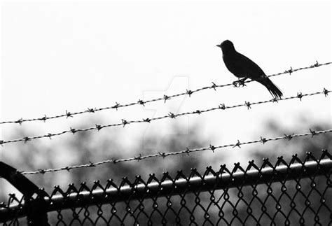 jailbird  houstonryan  deviantart