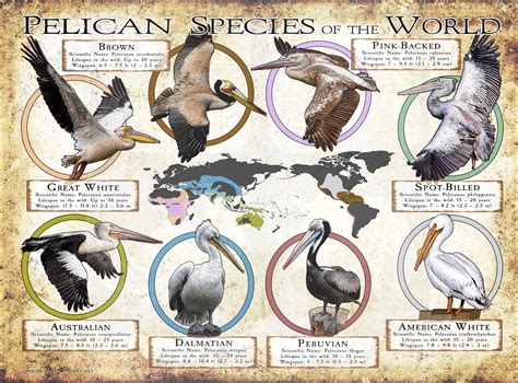 Pelican Species Of The World Poster Print