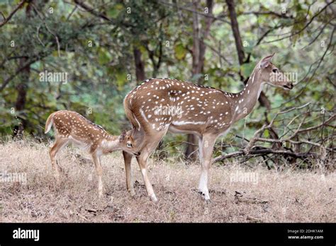 Chital - doe with fawn - Gir Forest National Park, Gujarat, India Stock Photo - Alamy