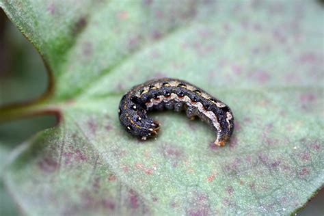 Ciri Ulat Grayak Spodoptera Frugiperda Dan Cara Mengendalikannya