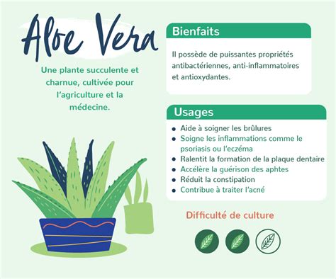 Plantes Et Sant Les Bienfaits Des Plantes La Pause Jardin