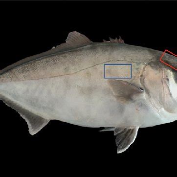 Greater Amberjack Selected Skin Sections For Histological Analyses Red