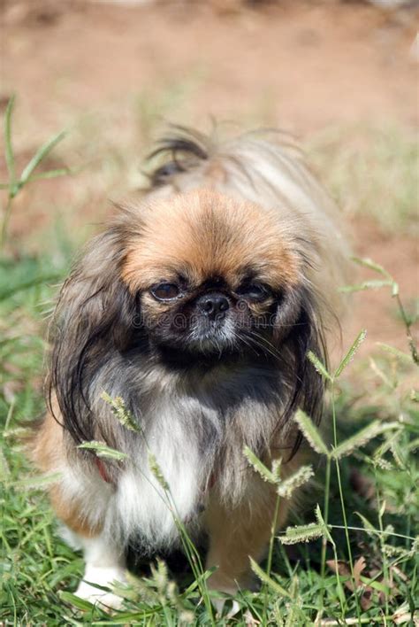 Pekingese Stock Image Image Of Pekines Purebred Pedigree 6852745