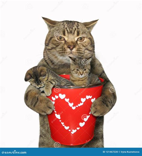 Cat and Bucket with Kittens Stock Photo - Image of gift, father: 121467220