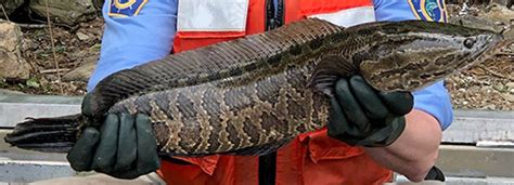 Northern Snakehead: A Voracious Predatory Invasive