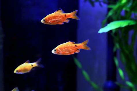 17 Tropical Fish Species for Beginners