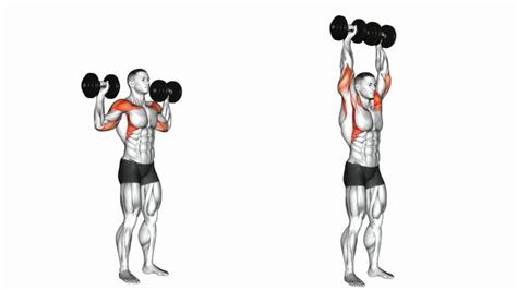 Dumbbell Shoulder Press | Dumbbell shoulder press, Shoulder press, Dumbbell