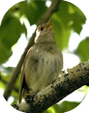 Соловей (Виктория Ключкова) / Стихи.ру