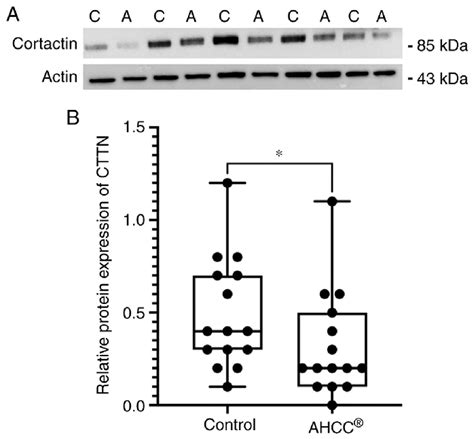 Effects Of Ahcc On Cttn Protein Expression Level Klm R Cells Were