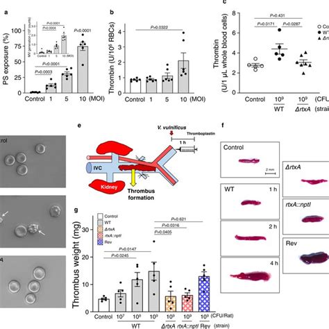 Effects Of The V Vulnificus Martx Toxin On The Procoagulant And