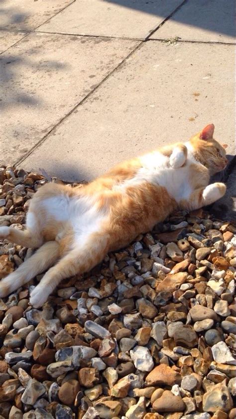 Psbattle Cat Lying In The Sun Rphotoshopbattles