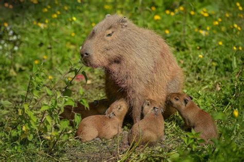 Can I click THE RICHEST CAPYBARA? - Capybara Clicker🕠 Descubra as ...