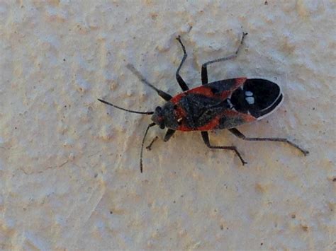 Boxelder Bugs in Phoenix Valley, AZ | Responsible Pest Control