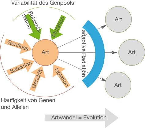 Artbildung Evolution Bio Digitales Schulbuch Skripte SchulLV De