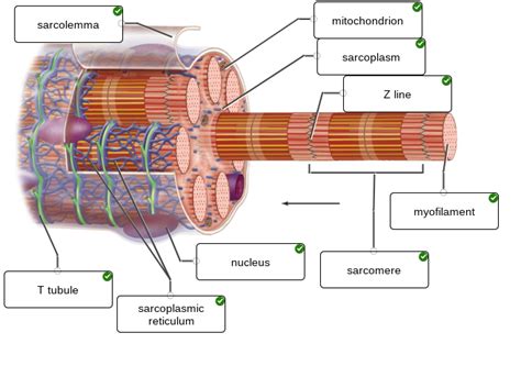 The Structure Of A Skeletal Muscle Fiber Diagram Quizlet