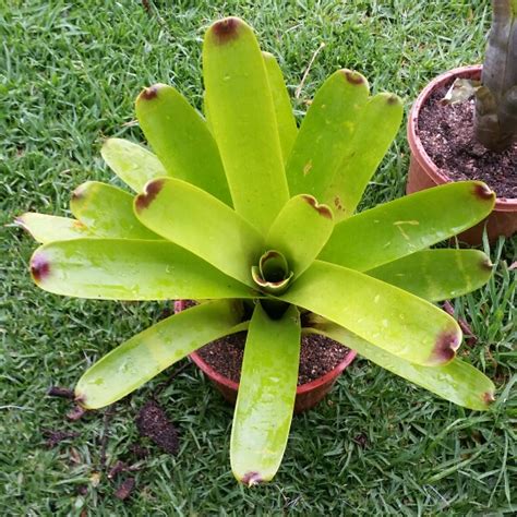 Vriesea Philippo Coburgii Bromeliad Vriesea Philippo Coburgii In